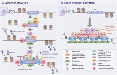 Inflammatory Immune-Associated eRNA: Mechanisms, Functions and Therapeutic Prospects